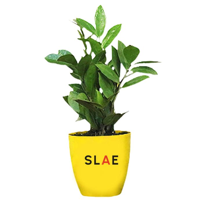 Air Purifier Desk Plant
