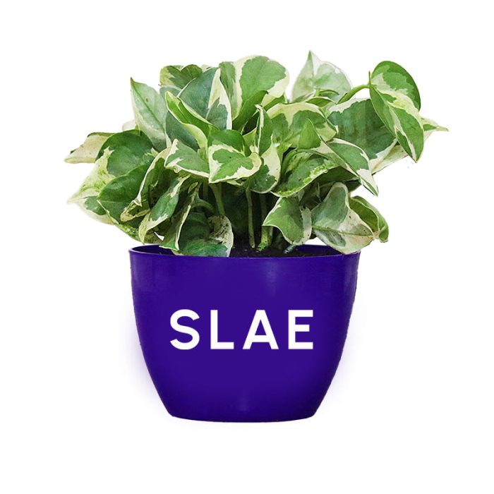 Money Plant