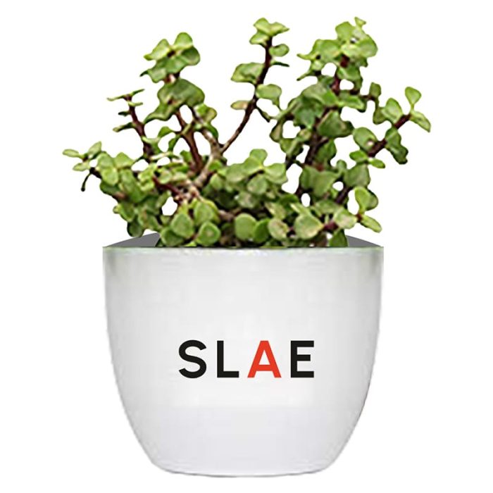 Jade Desk Plant